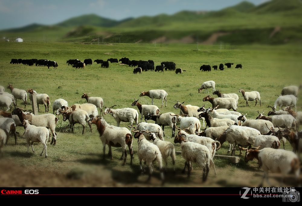 若尔盖草原之夏