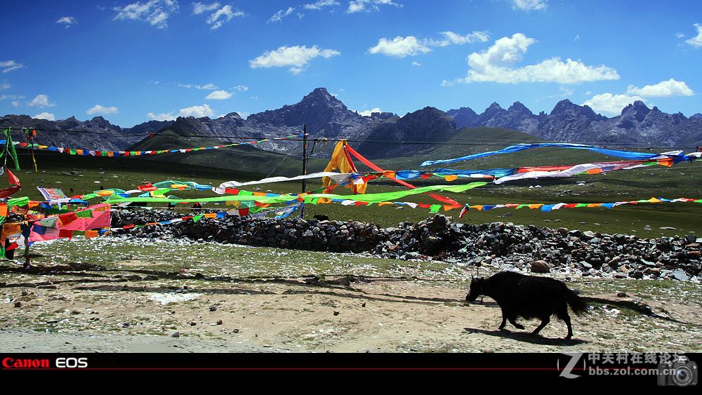 若尔盖草原之夏