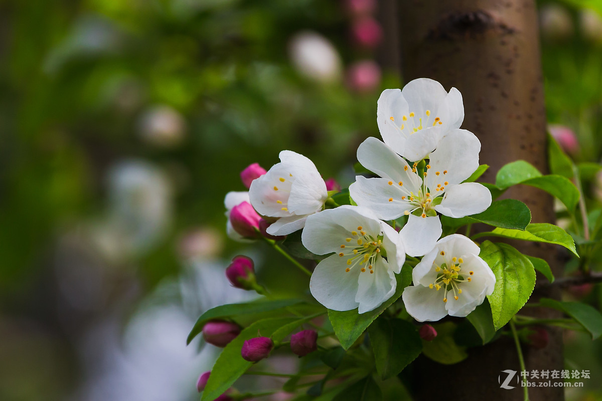 海棠花开(当娜海棠)