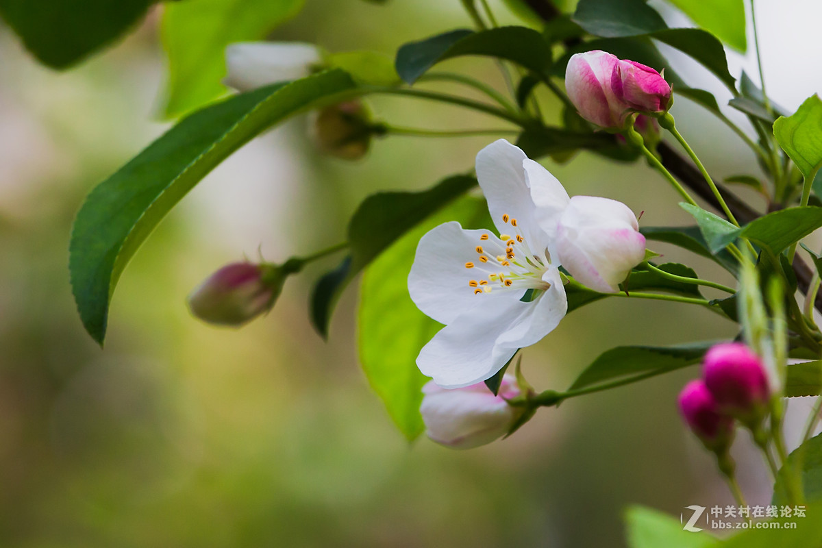海棠花开(当娜海棠)