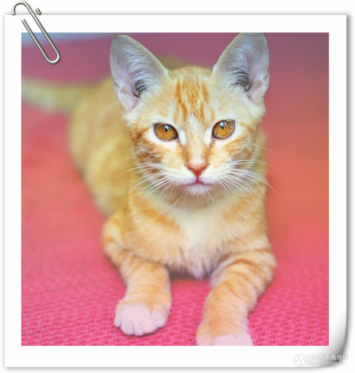 喵喵喵，萌萌哒