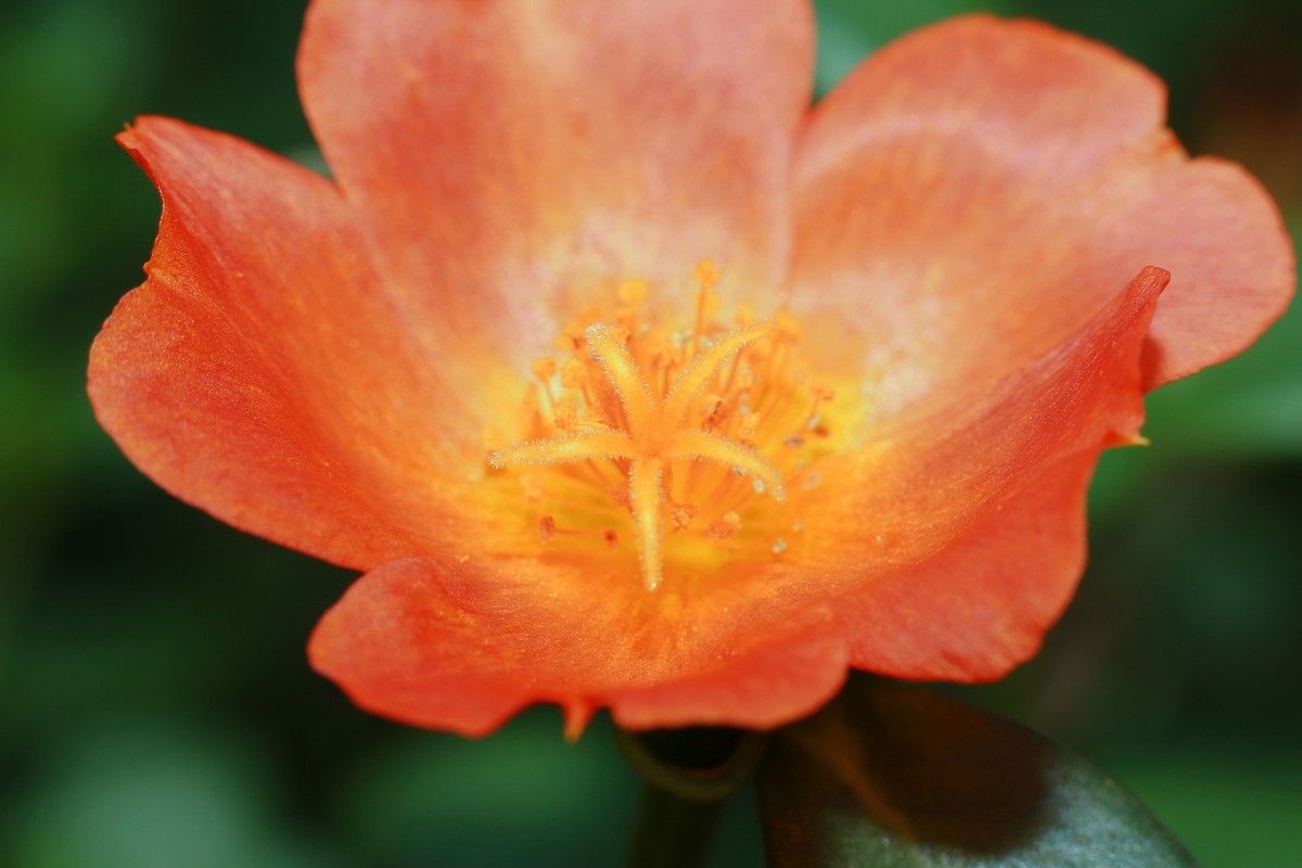 自然光下拾趣。