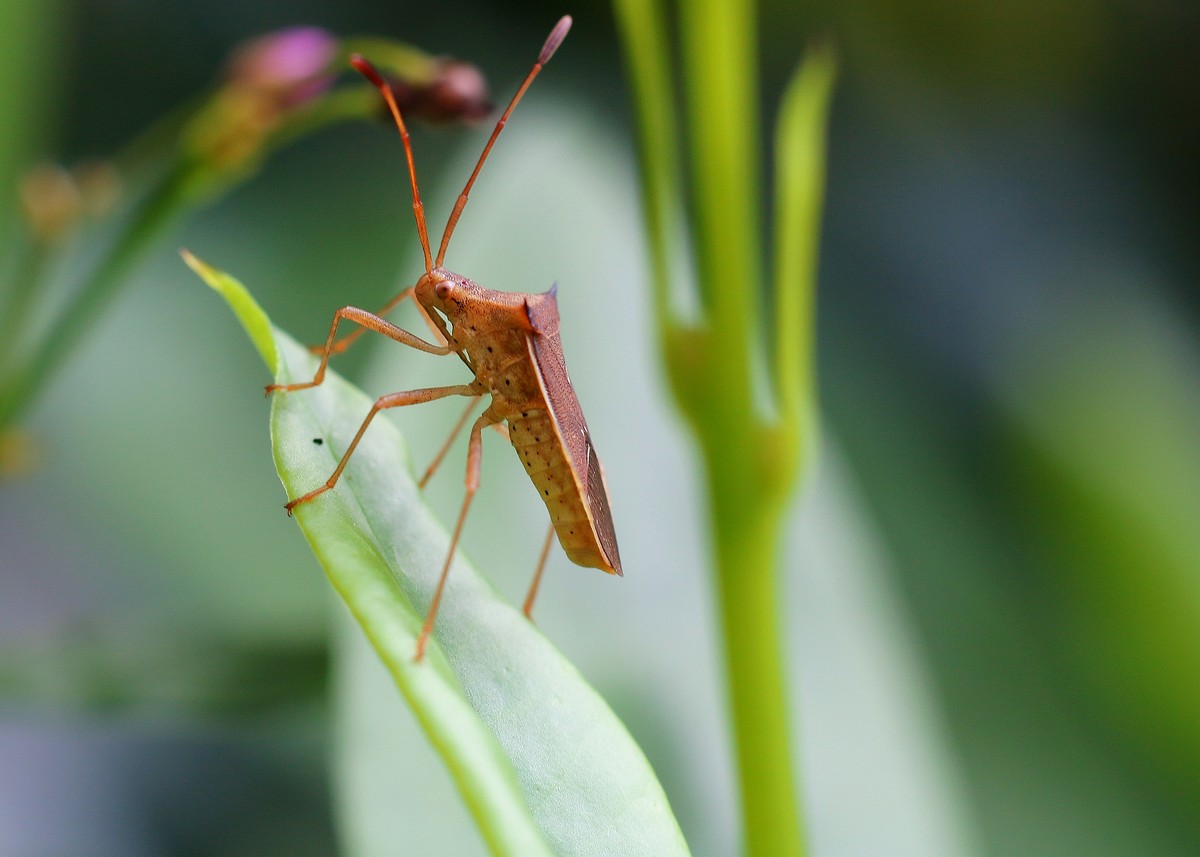 自然光下拾趣。