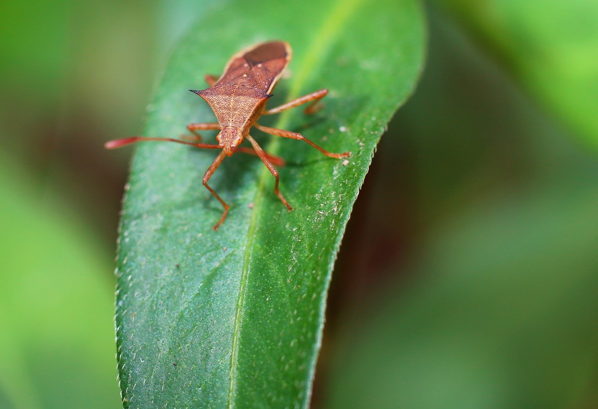 自然光下拾趣。