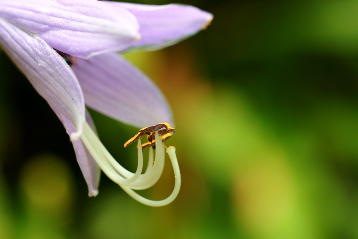 自然光下拾趣。