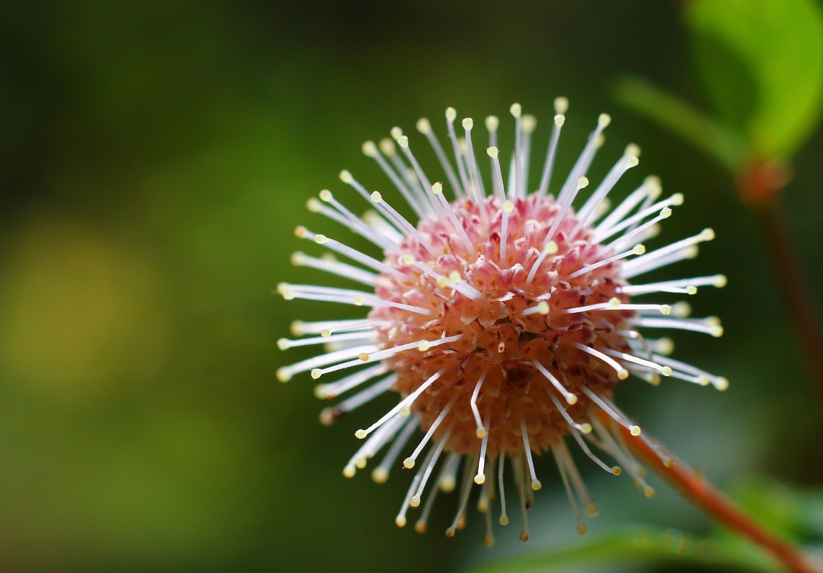 自然光下拾趣。