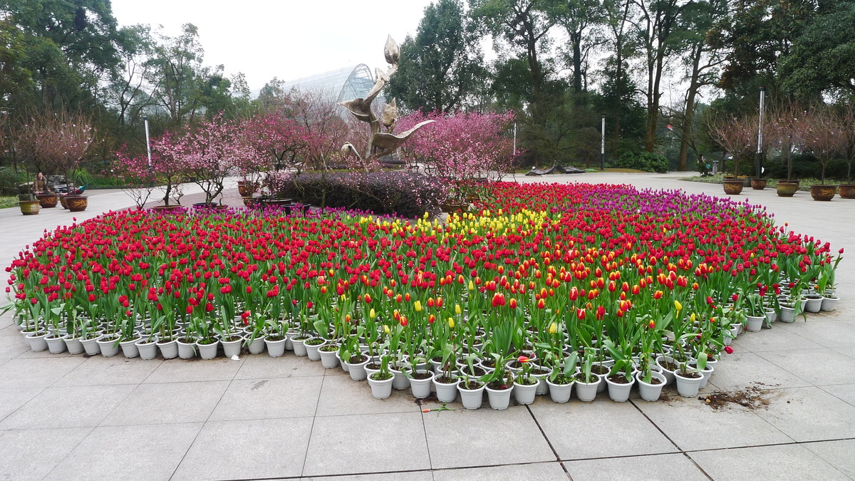 遊重慶南山植物園