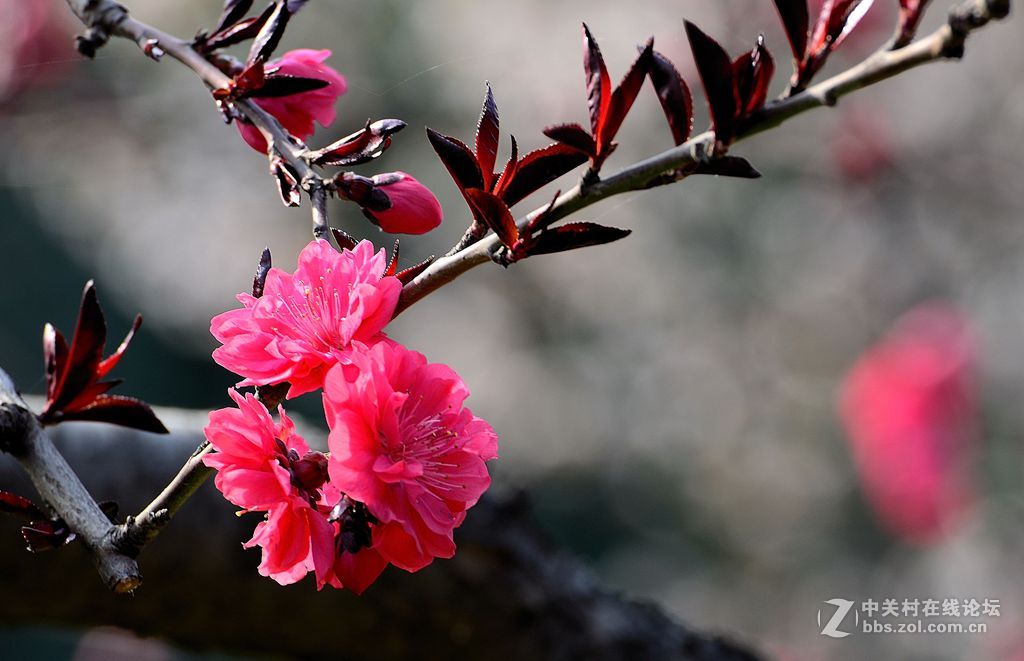 梅花桃花和海棠