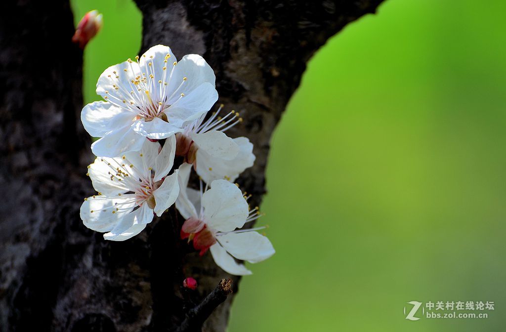 梅花桃花和海棠