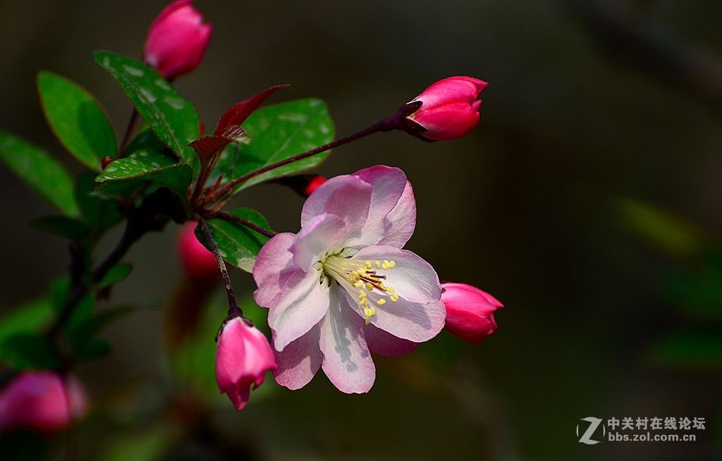 梅花桃花和海棠