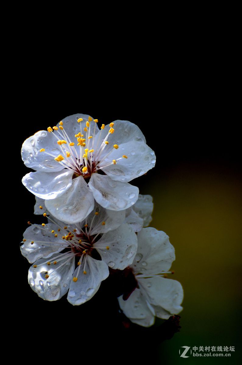 梅花桃花和海棠