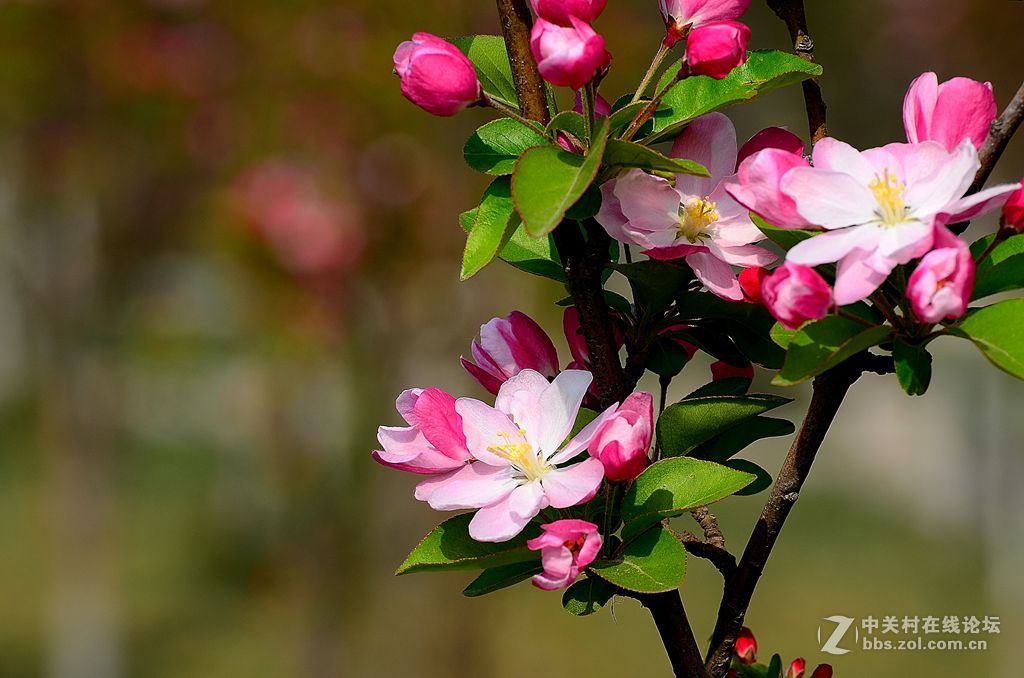 梅花桃花和海棠