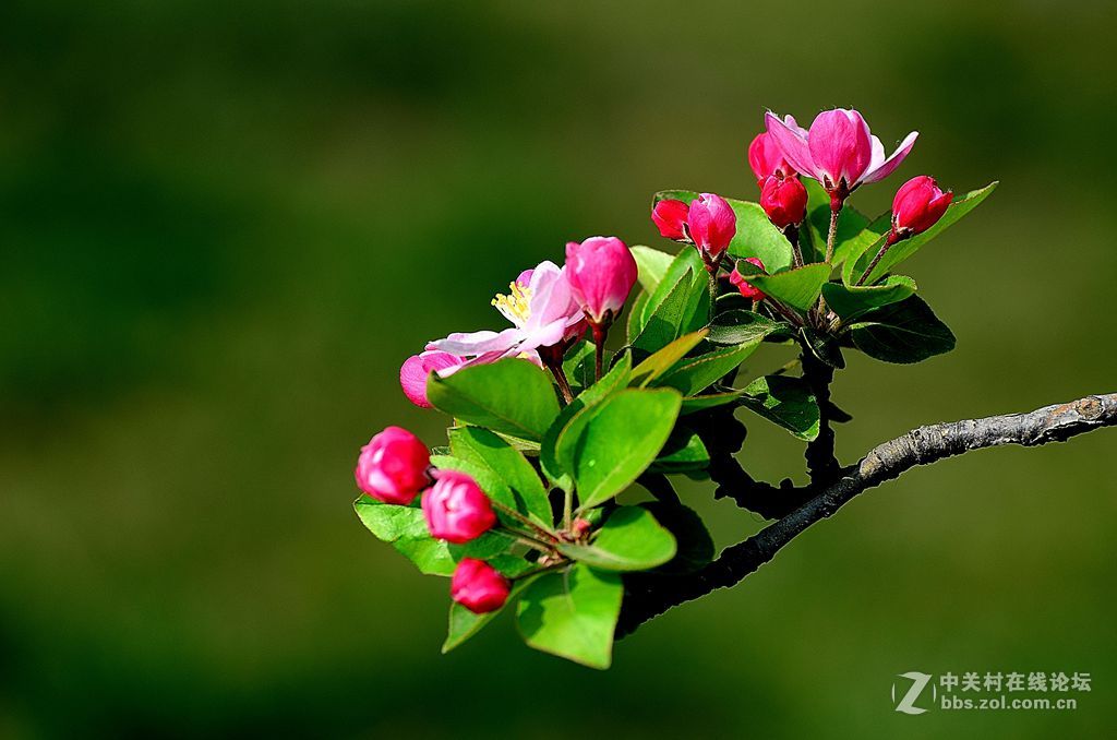 梅花桃花和海棠