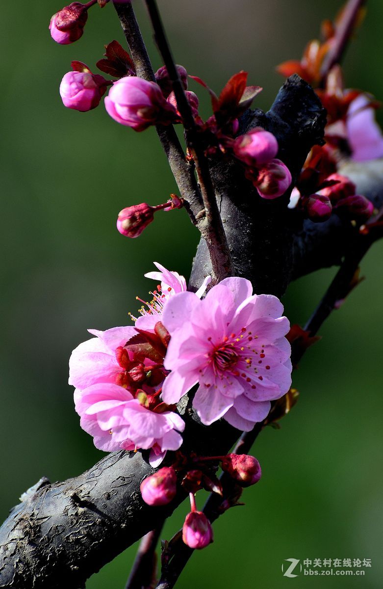 梅花桃花和海棠