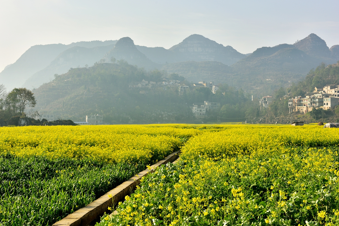 金色田园。赞老友：‘’黔山光影‘’再挑重担。