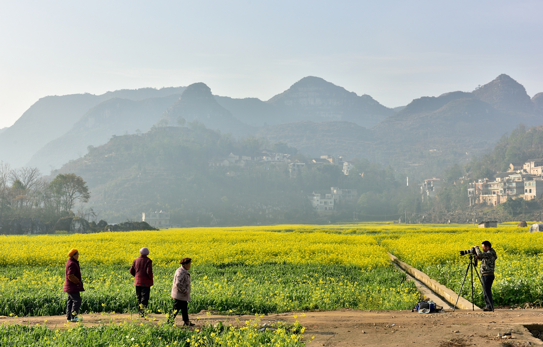 金色田园。赞老友：‘’黔山光影‘’再挑重担。