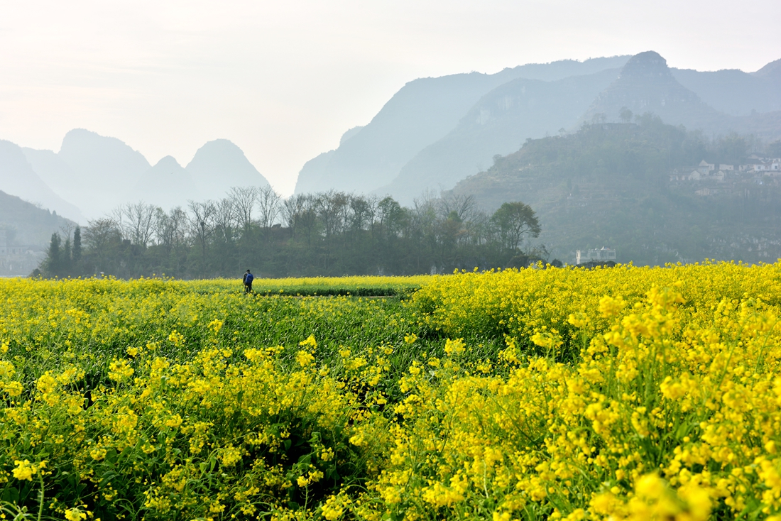 金色田园。赞老友：‘’黔山光影‘’再挑重担。