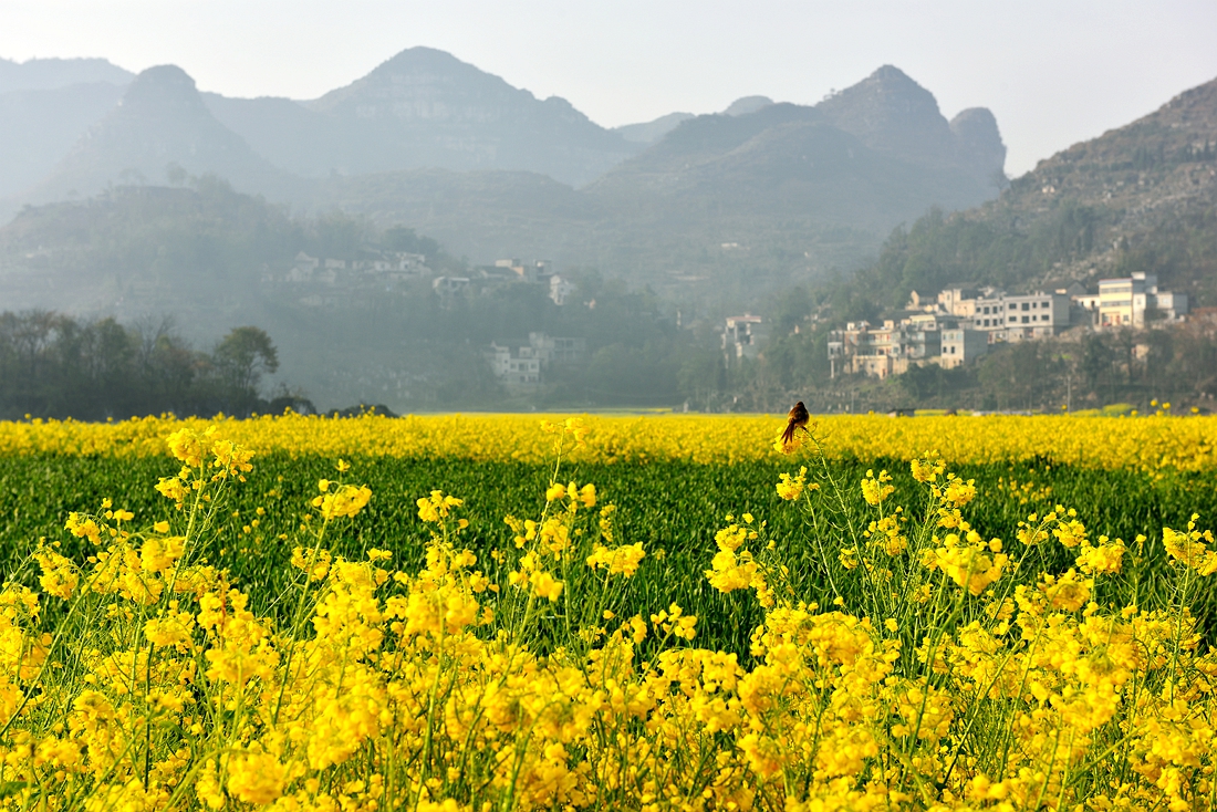 金色田园。赞老友：‘’黔山光影‘’再挑重担。