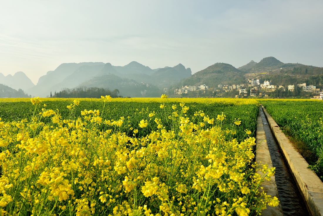金色田园。赞老友：‘’黔山光影‘’再挑重担。