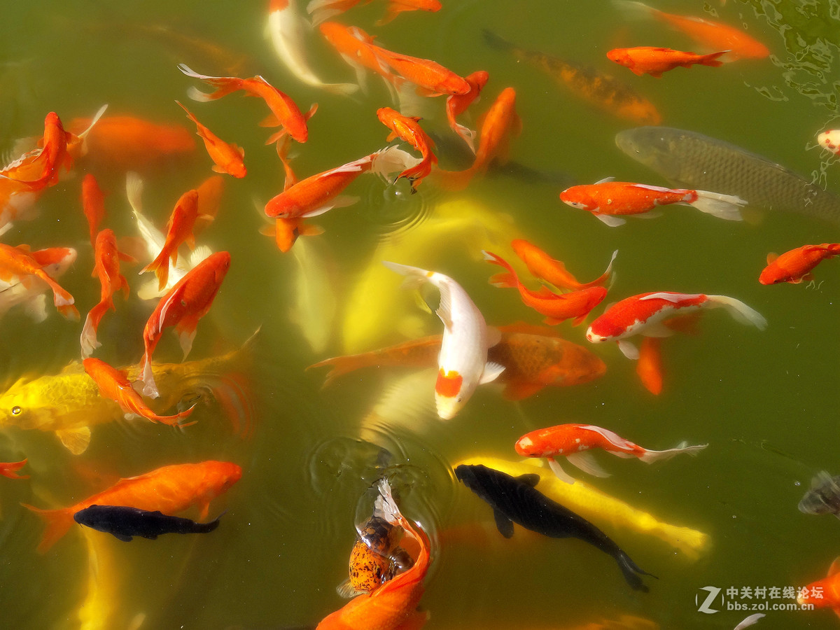 群鱼戏水