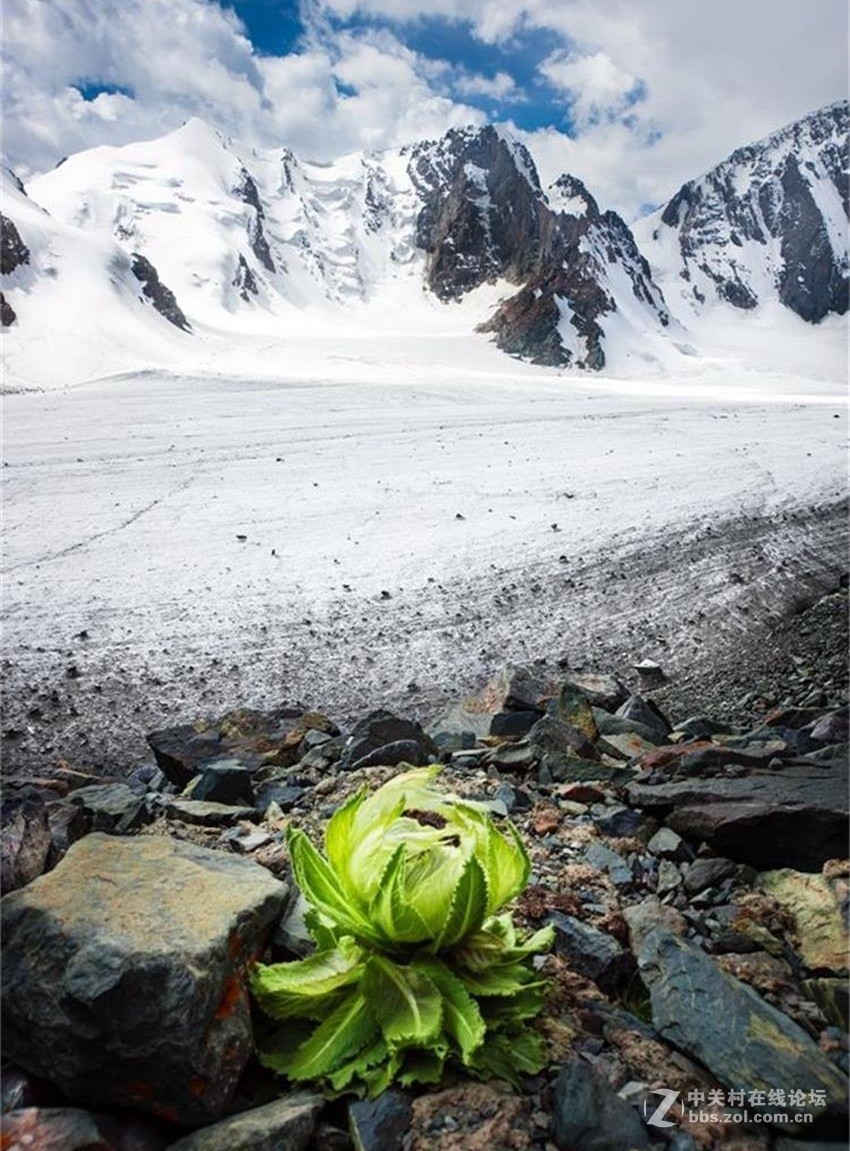 新疆天山上的雪莲花开了(朋友版)-中关村在线摄影论坛