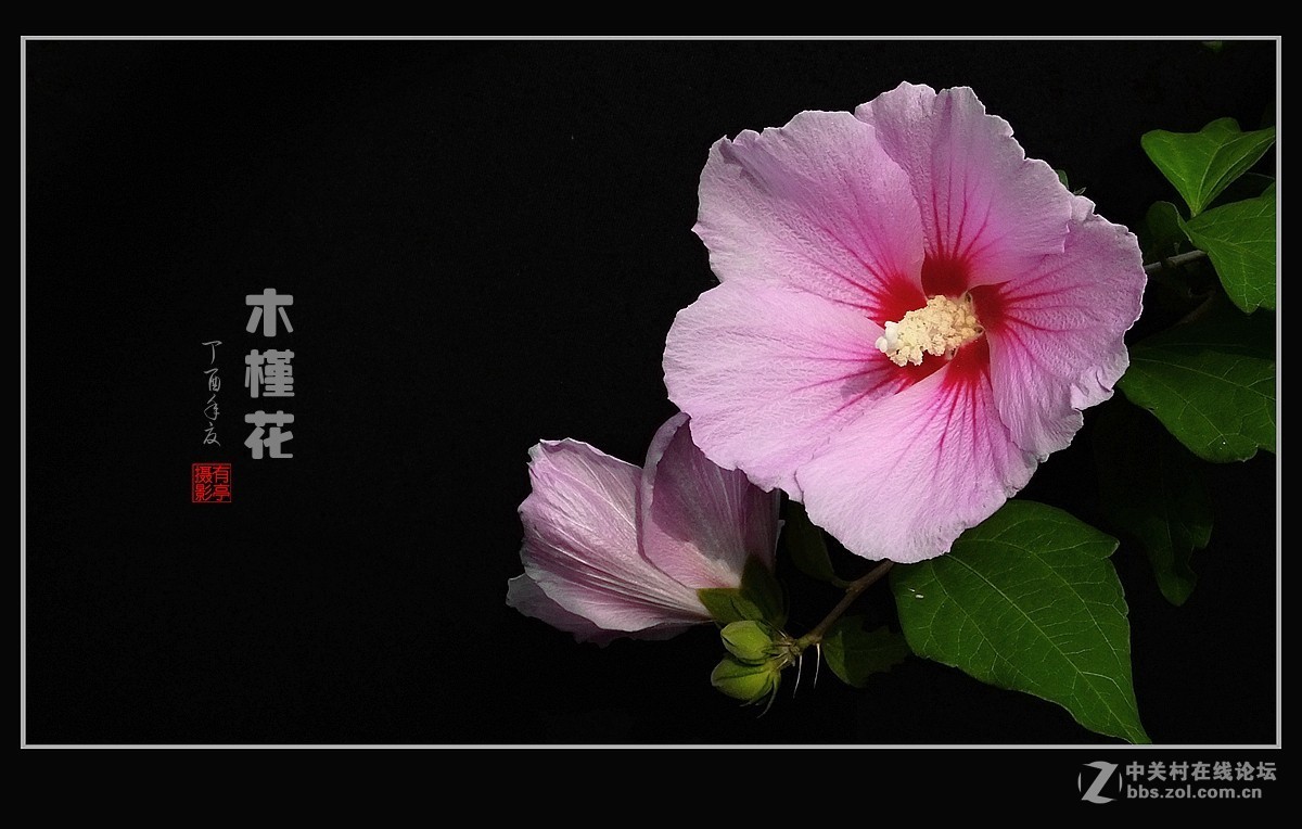 木槿花170705(3)