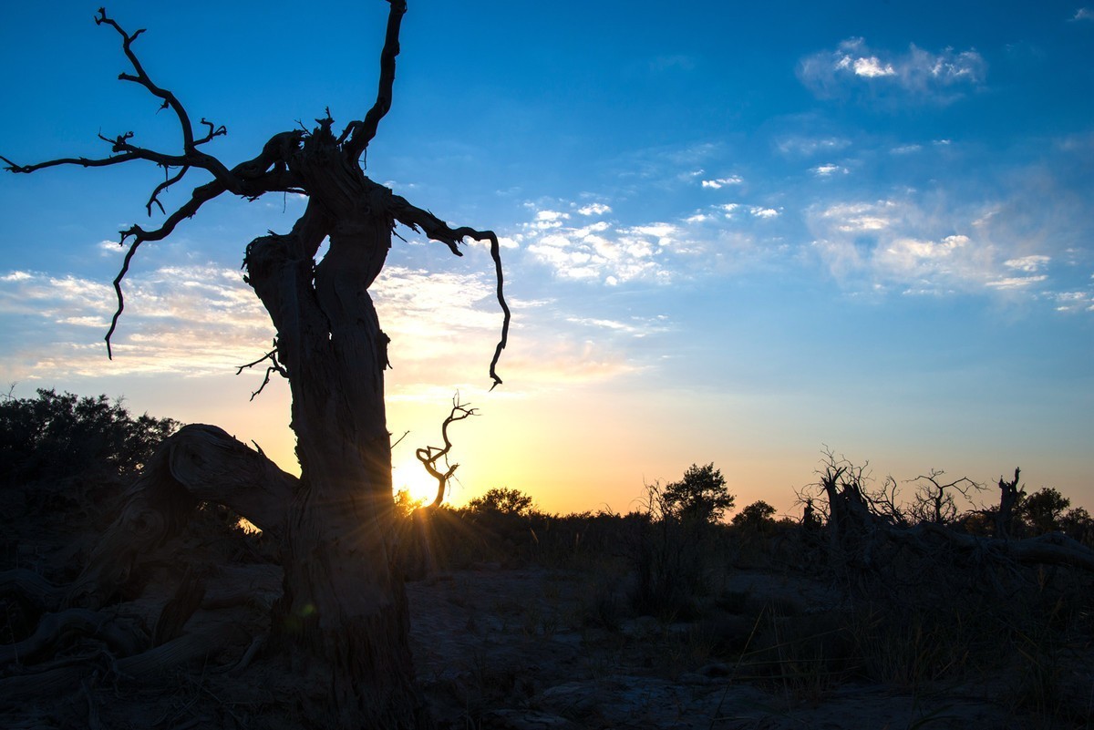 转载一组尼粉之作——胡杨