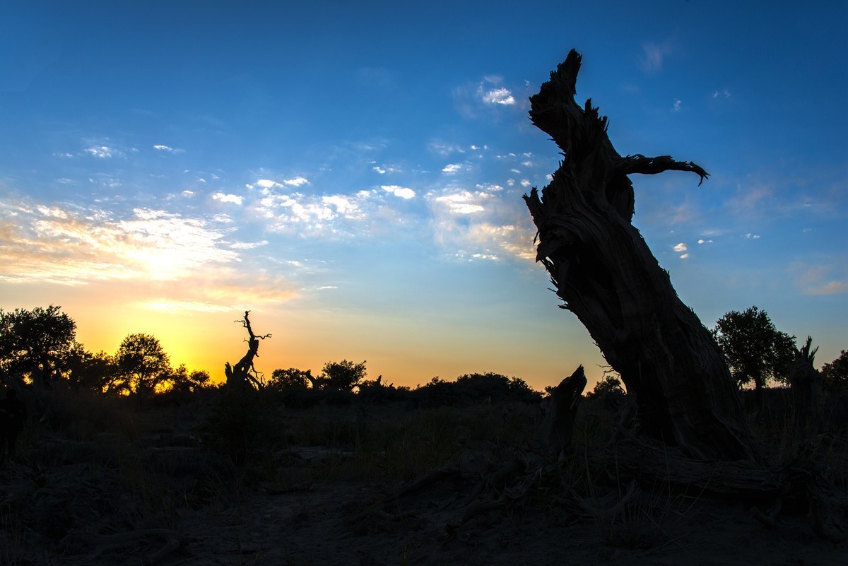 转载一组尼粉之作——胡杨