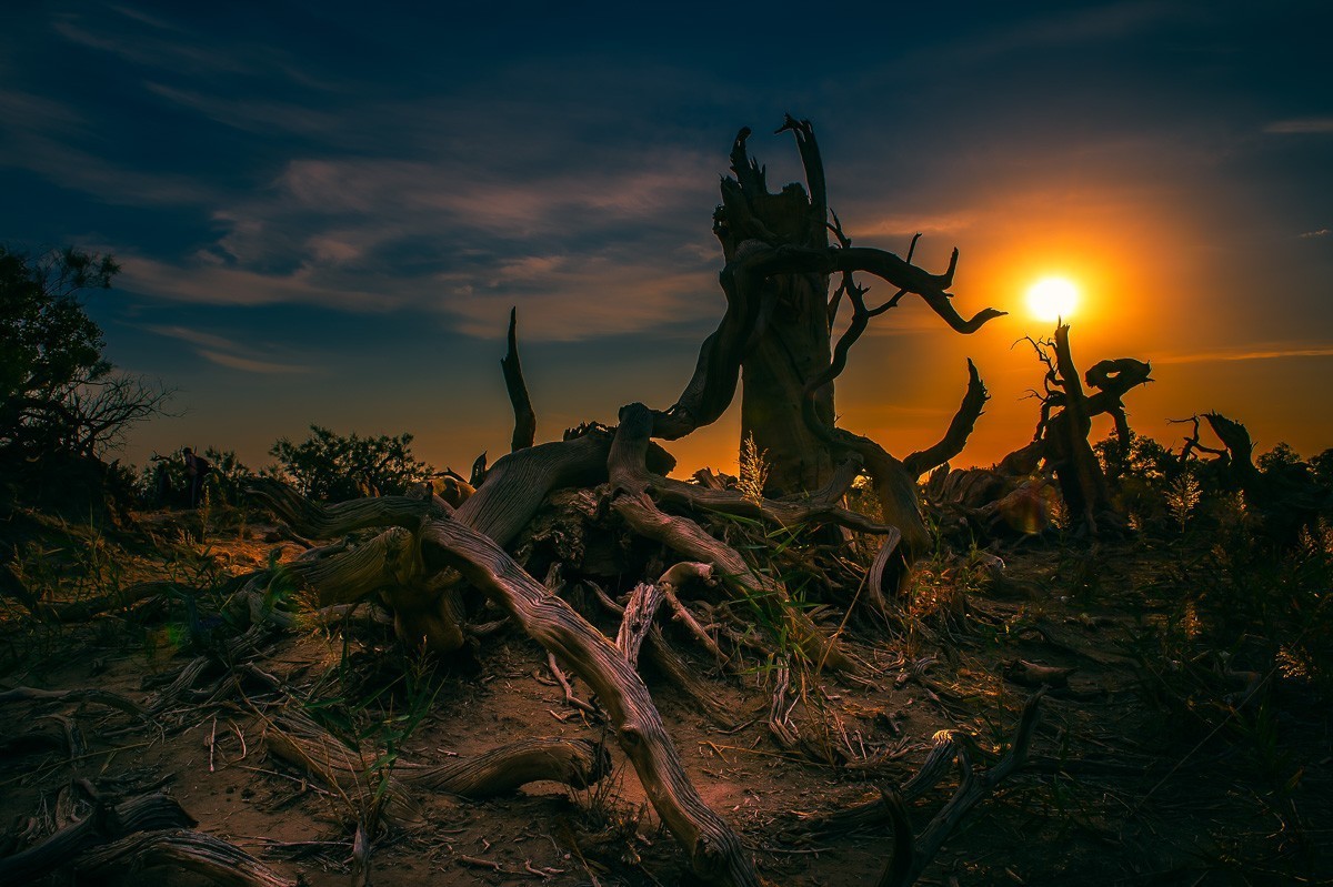 转载一组尼粉之作——胡杨