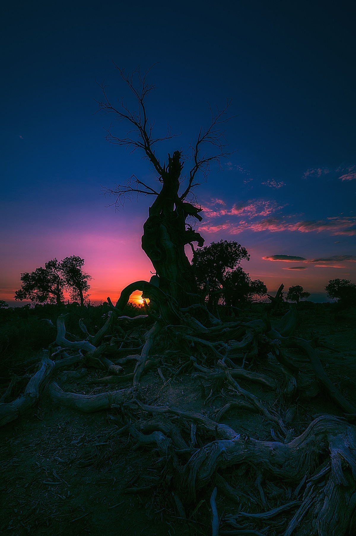 转载一组尼粉之作——胡杨