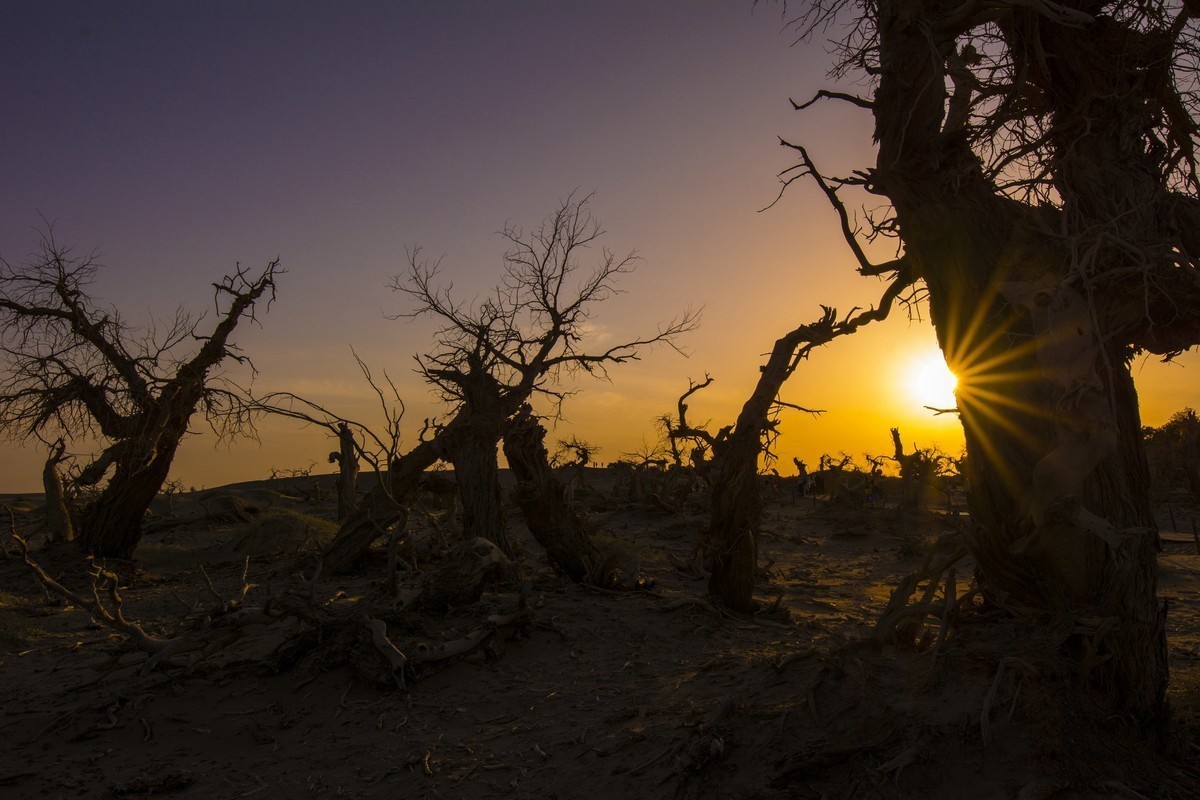 转载一组尼粉之作——胡杨