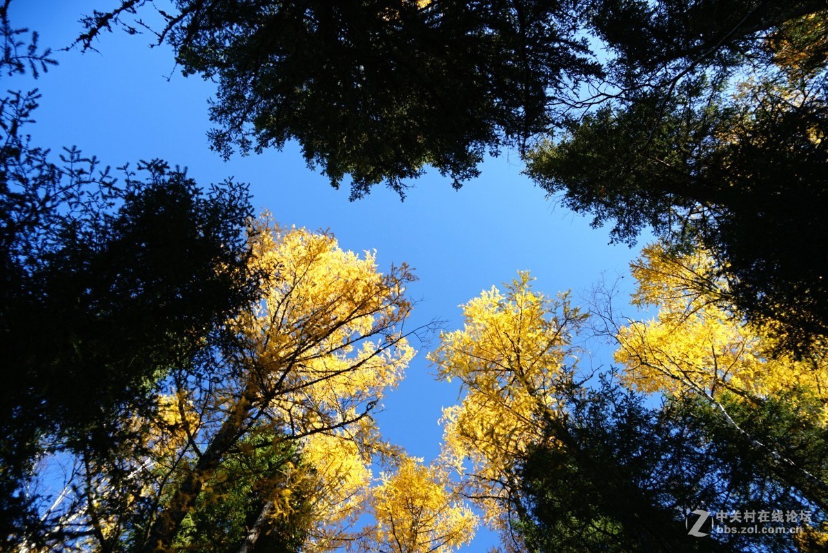 大美新疆喀纳斯湖