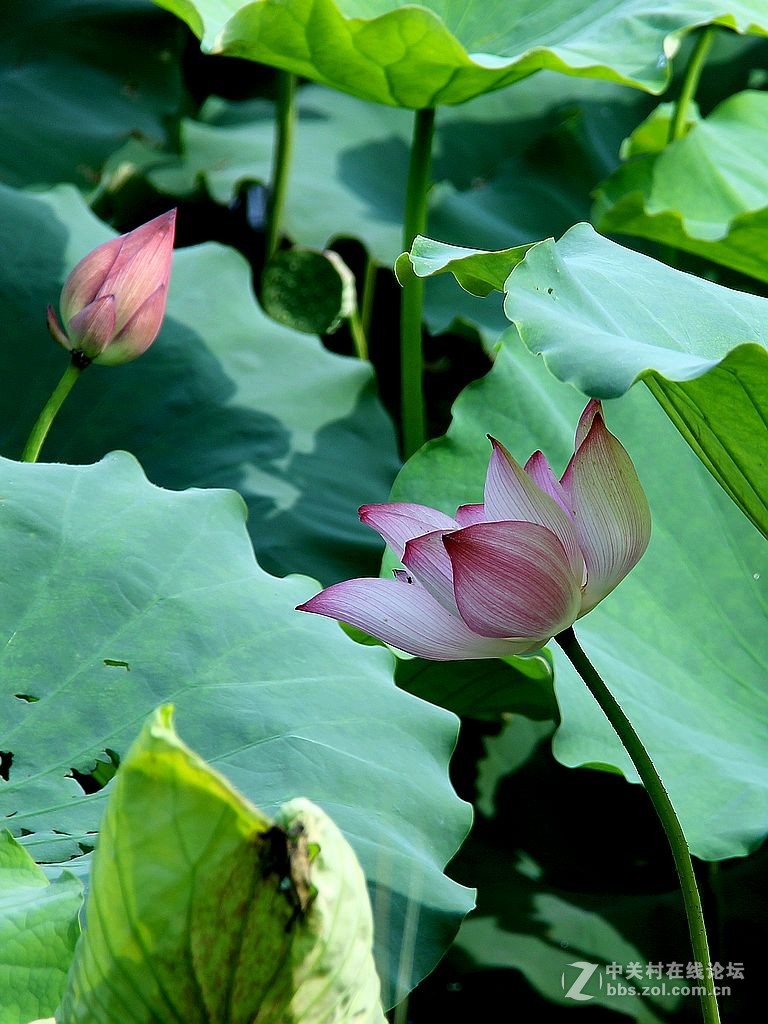 180822-秋荷依旧-7