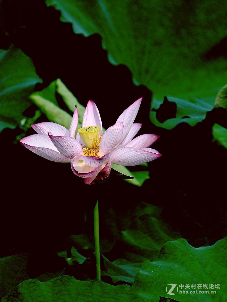 180822-秋荷依旧-7