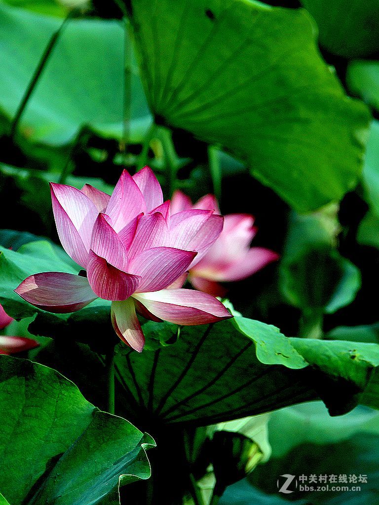 180822-秋荷依旧-7