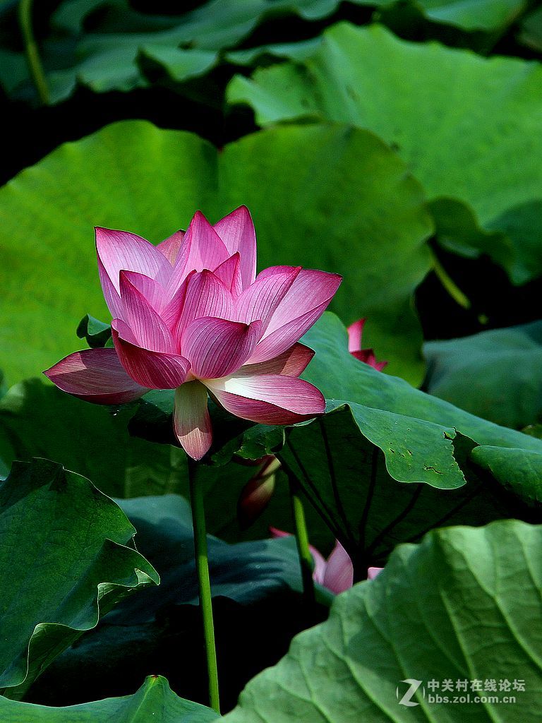 180822-秋荷依旧-7