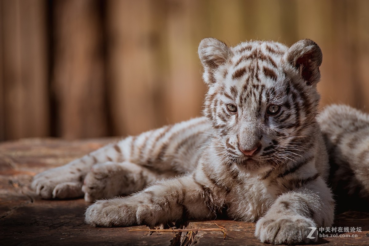 #版主坐堂# 尼康镜头星空(中国)2018年10月部分优秀作品欣赏