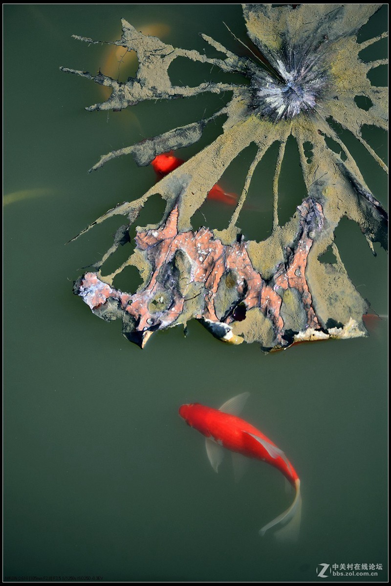 #版主坐堂# 尼康镜头星空(中国)2018年10月部分优秀作品欣赏