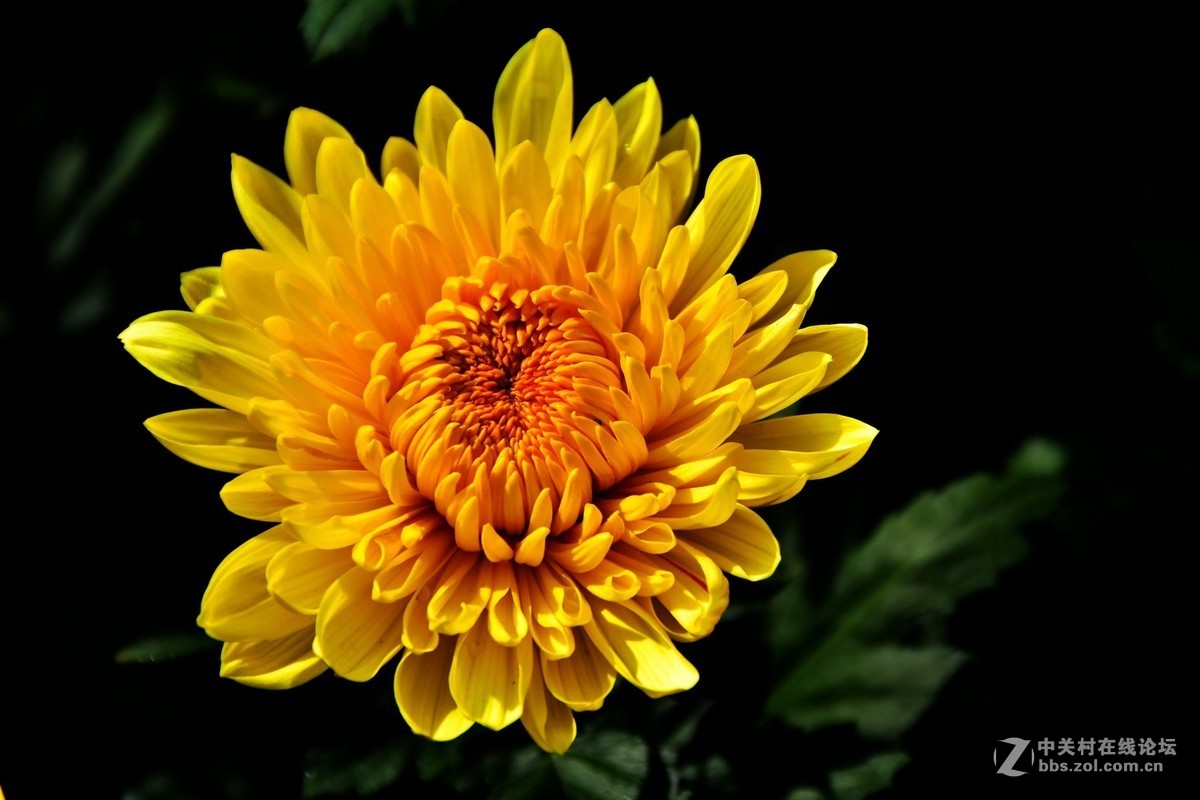 D7200+18-200VRⅡ试镜，立冬，菊展，菊影留念