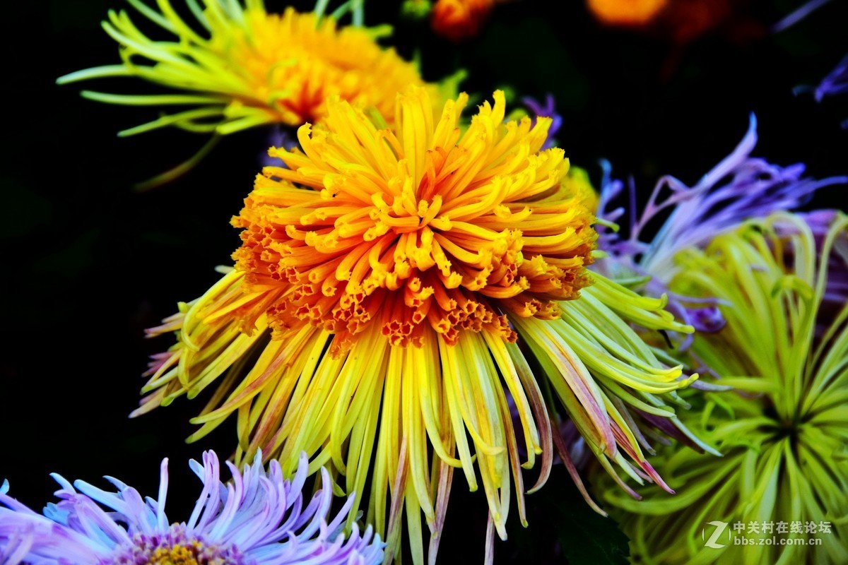 D7200+18-200VRⅡ试镜，立冬，菊展，菊影留念