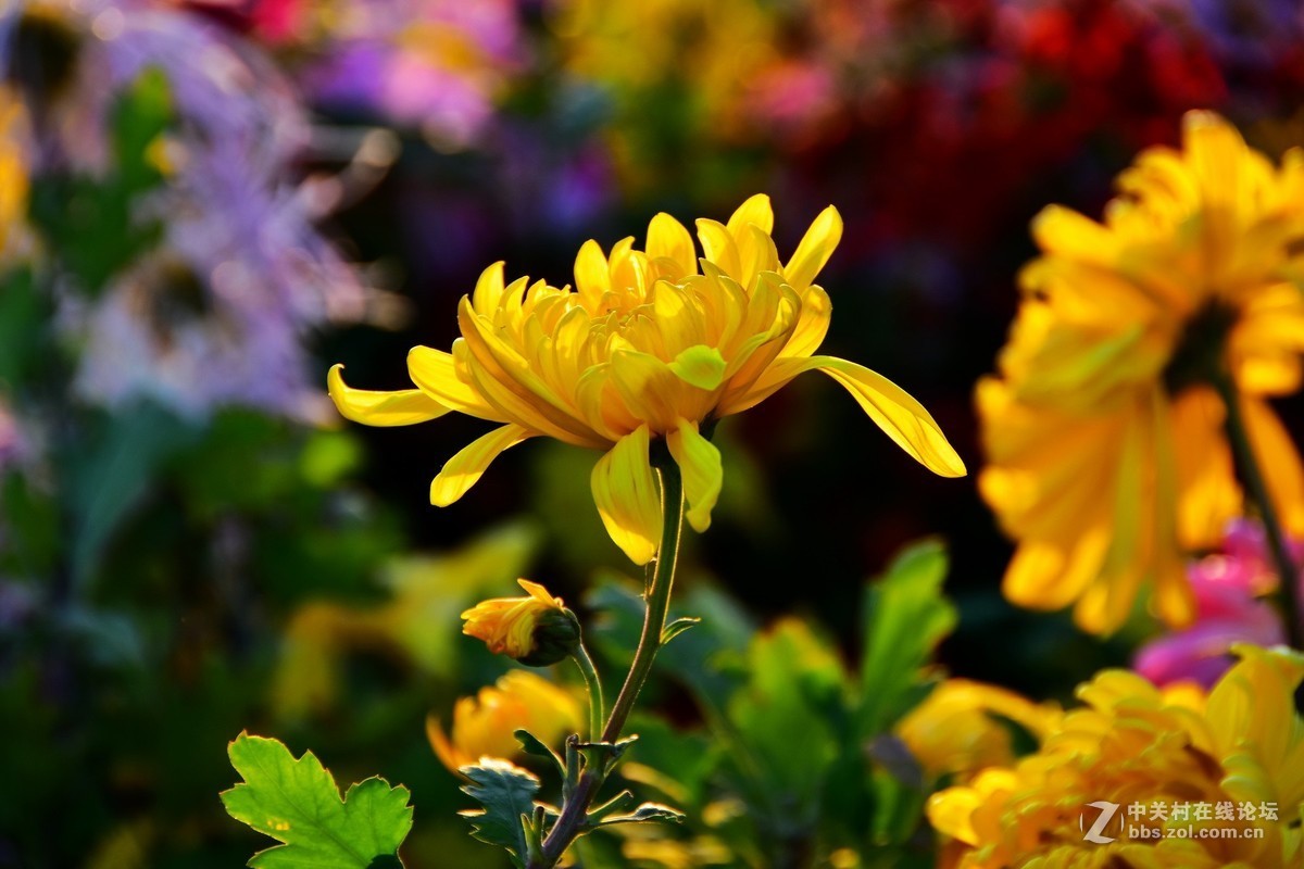 D7200+18-200VRⅡ试镜，立冬，菊展，菊影留念