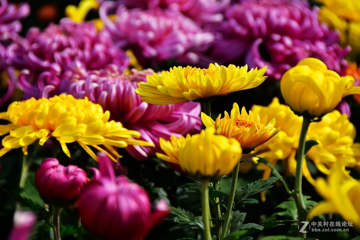 D7200+18-200VRⅡ试镜，立冬，菊展，菊影留念