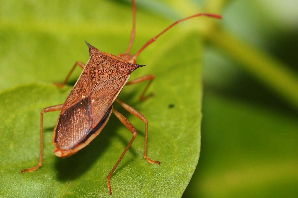 自然光下拾趣。