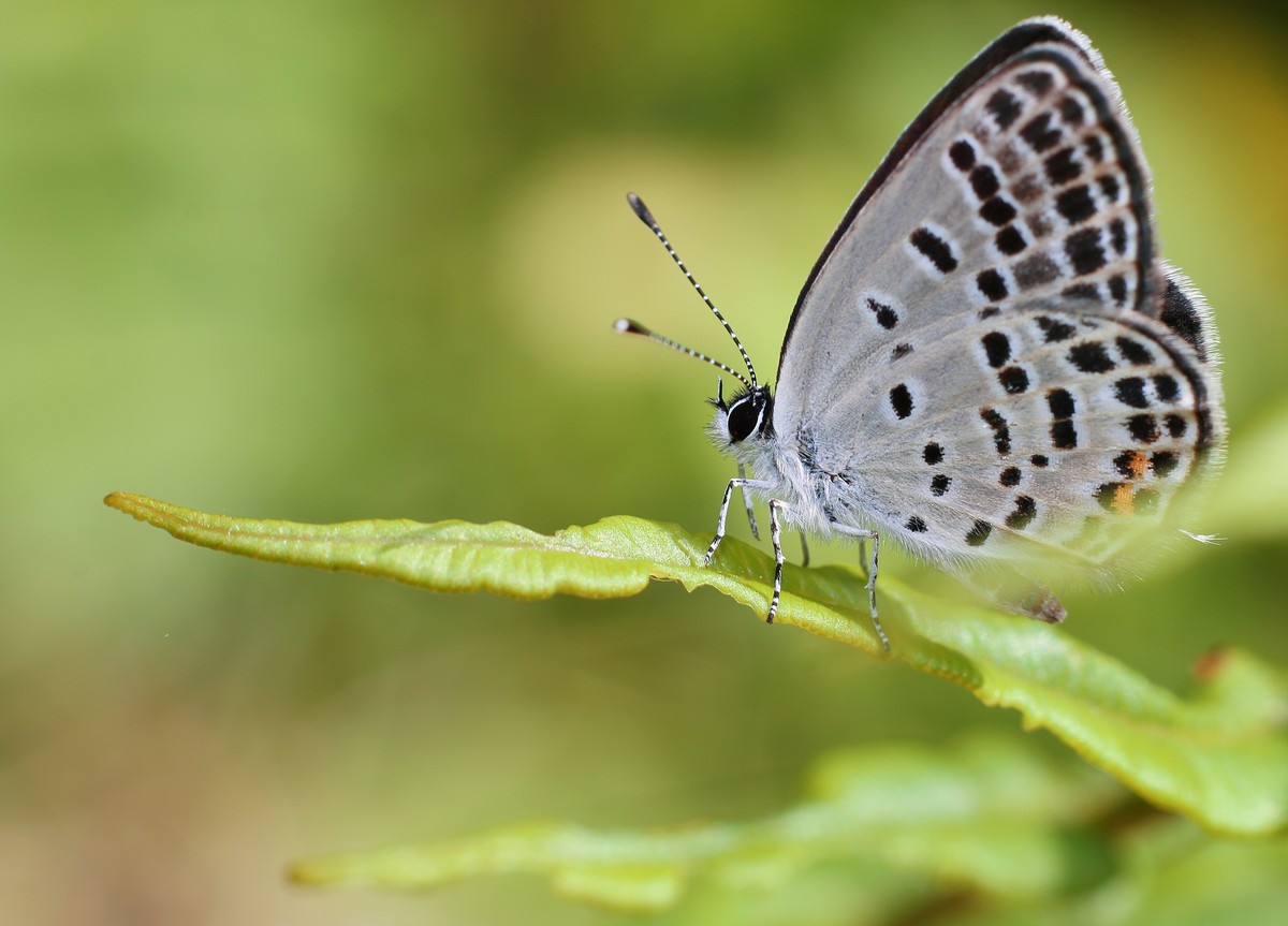 自然光下拾趣。