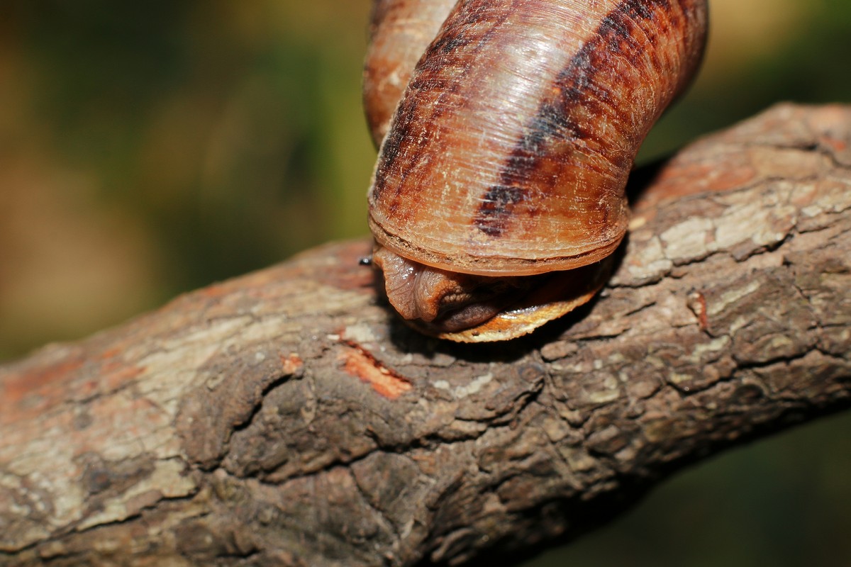 自然光下拾趣。