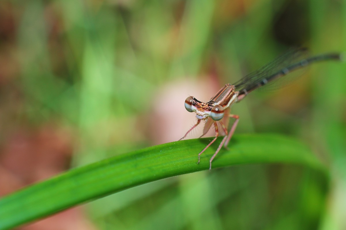 自然光下拾趣。