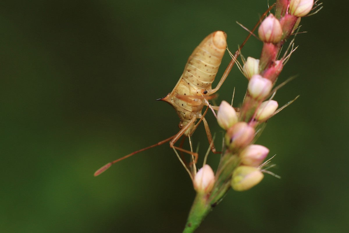 自然光下拾趣。
