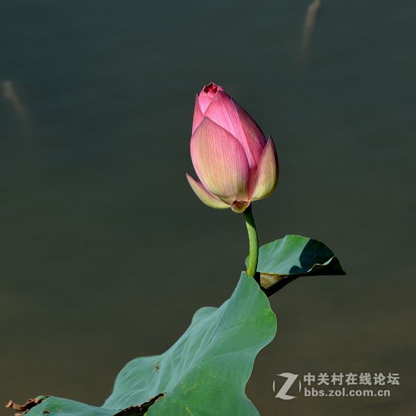秋日荷花-2