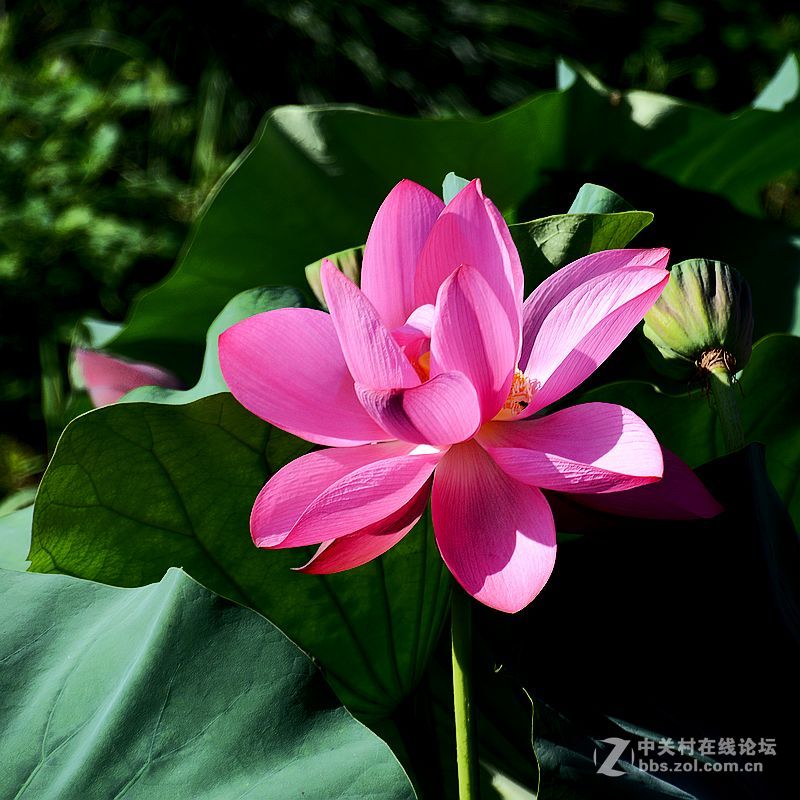 秋日荷花-2