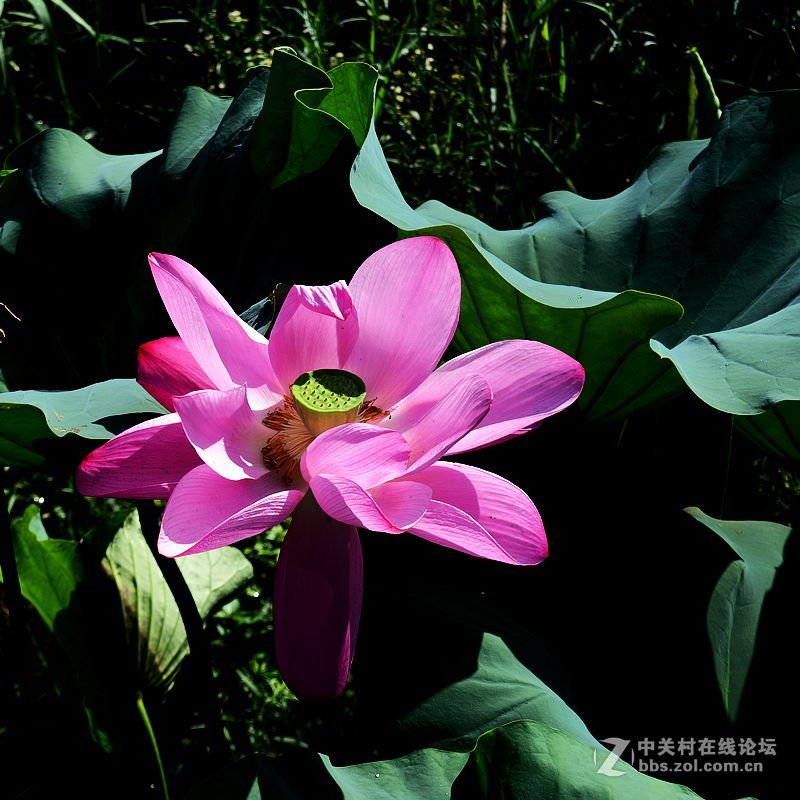 秋日荷花-2